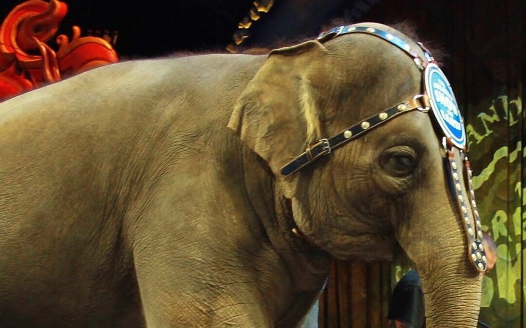 Animal Welfare Groups Mauled by Insurance Coverage Dispute