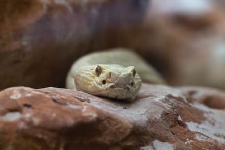 Maryland Property Owners Initiate $2 Million Lawsuit Over Alleged Snake Infestation