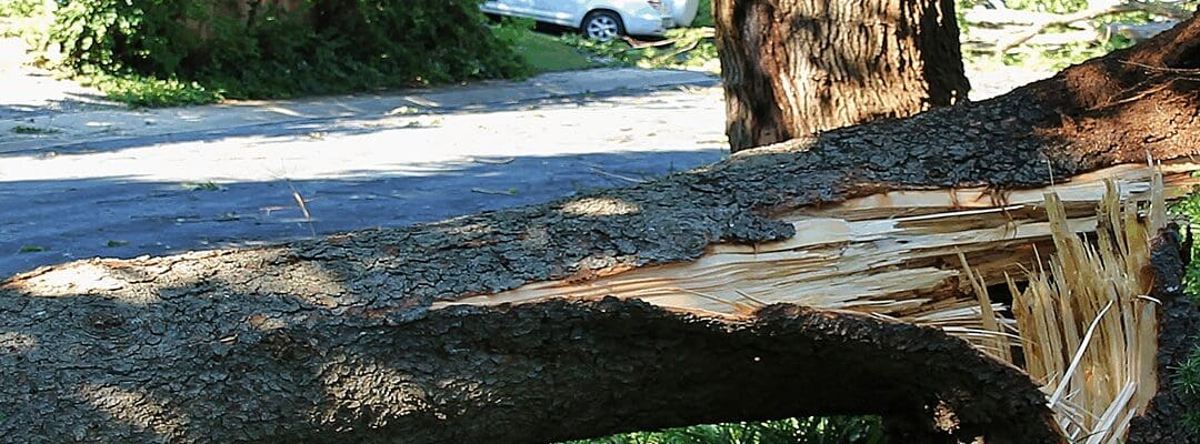 Legal Liability for Tree Damage in Maryland, Virginia, and DC