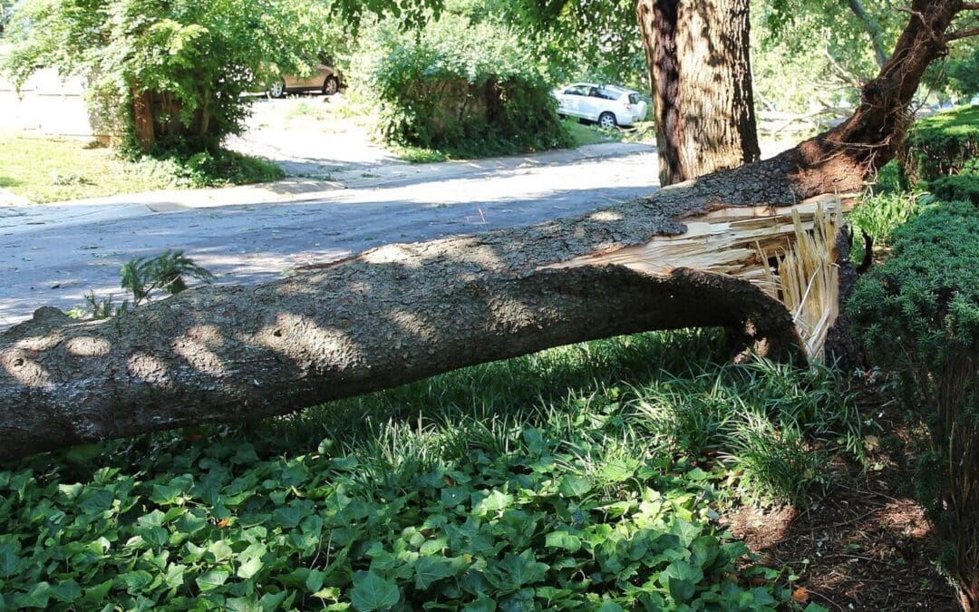 Damaged and Fallen Trees: Legal Rights in Maryland, Virginia, and DC