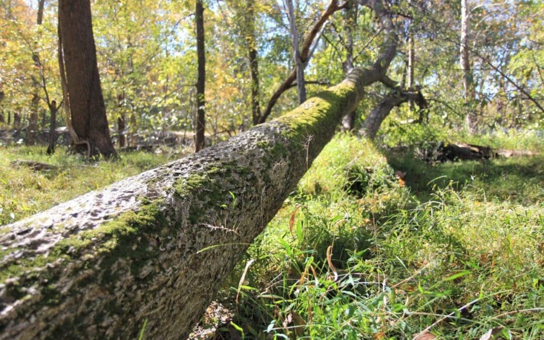 Maryland Legal Tree Disputes and Tree Damage