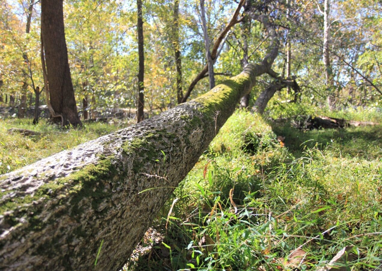 Tree Dispute Attorney Damage Law Firm Maryland Tree Lawyer Attorney Bethesda Rockville Potomac Silver Spring